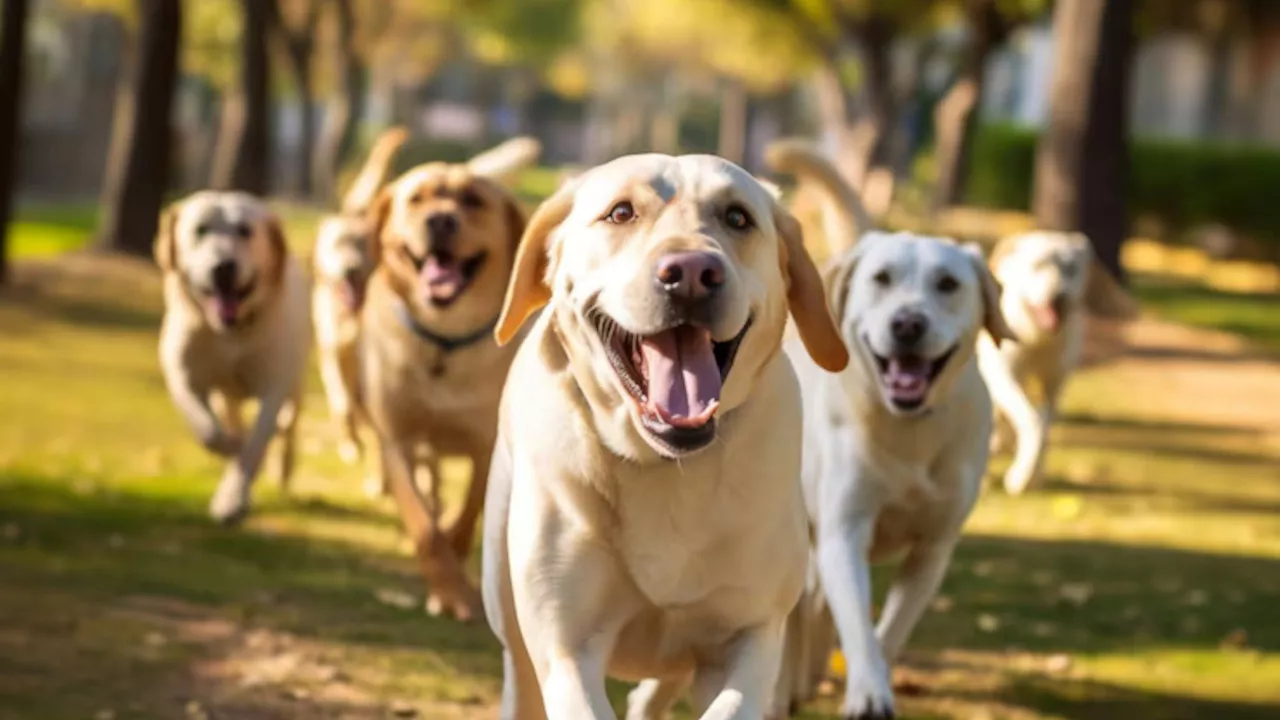 Avviso pubblico per servizio gestione cani randagi